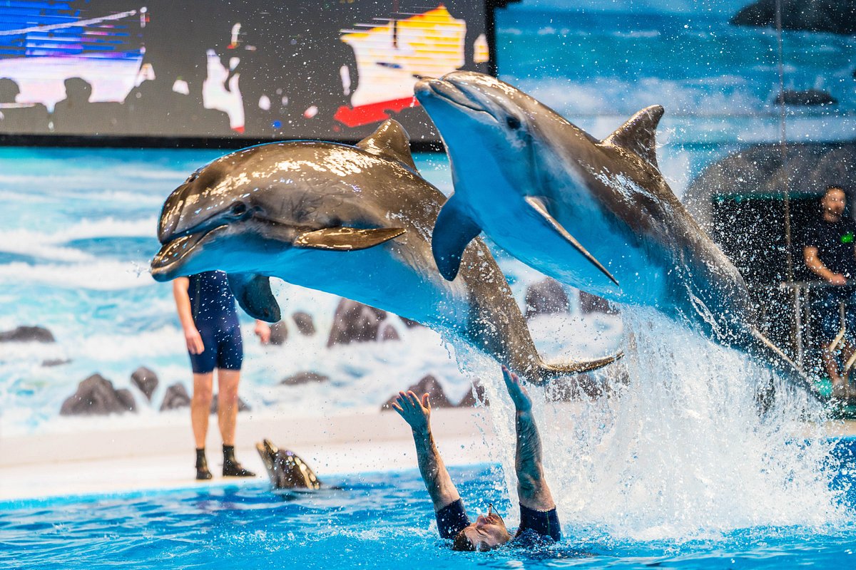 Dubai Dolphinarium VIP Ticket  — image 2