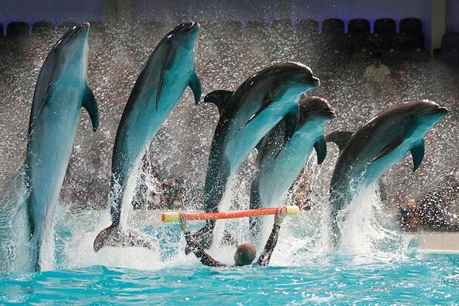 Dubai Dolphinarium VIP Ticket  — image 4