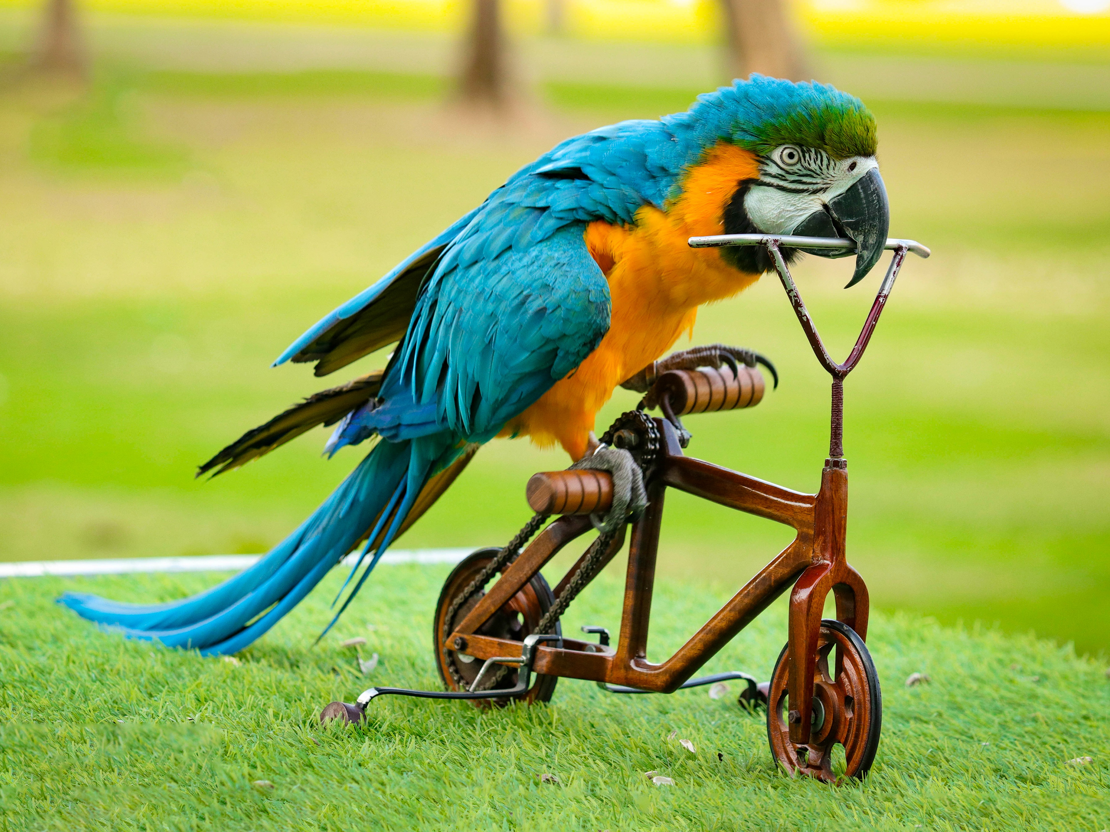Creek Park Exotic Bird Show — image 4